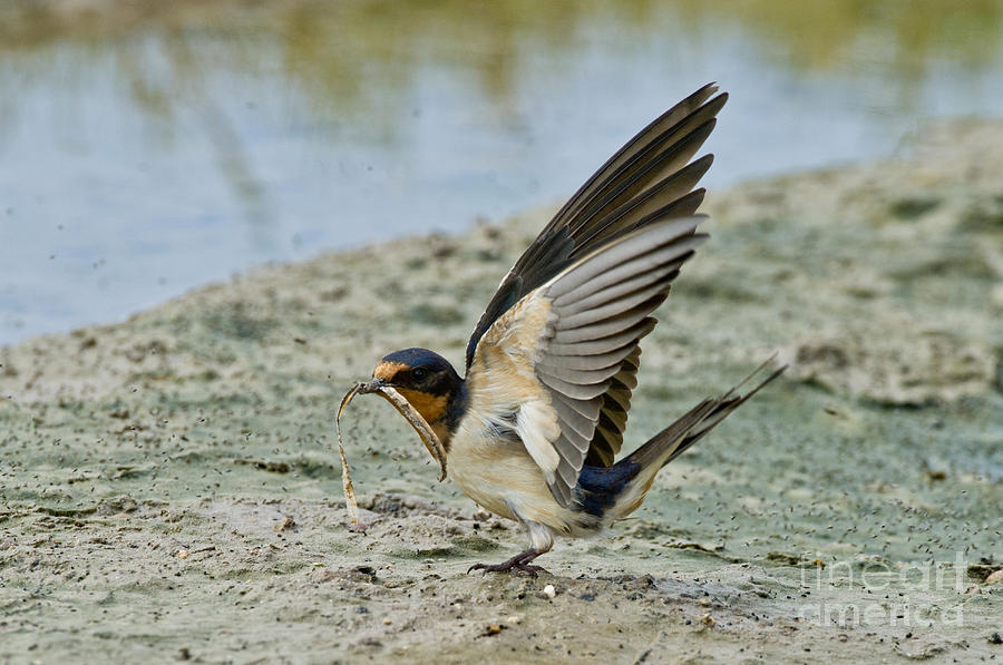Swallow Photograph - Barn Swallow #1 by Anthony Mercieca