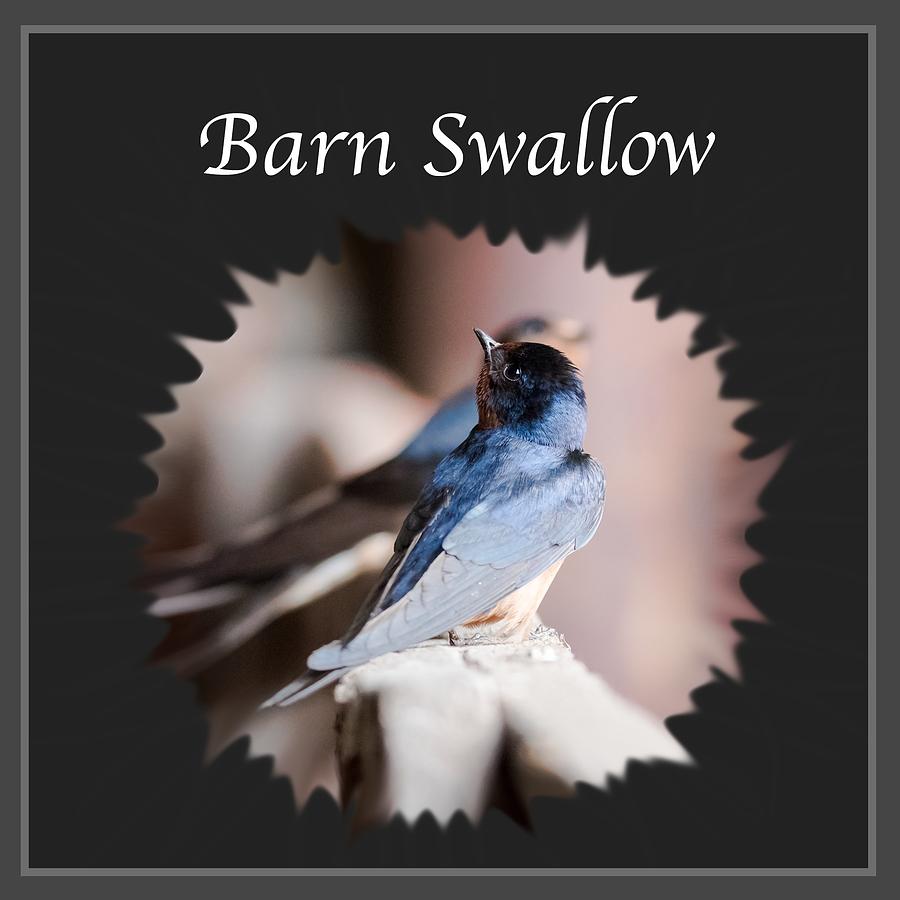 Barn Swallow #1 Photograph by Holden The Moment