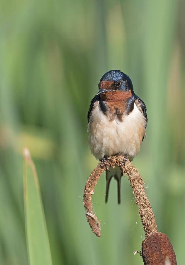Barn Swallow #1 Photograph by Jim Zablotny