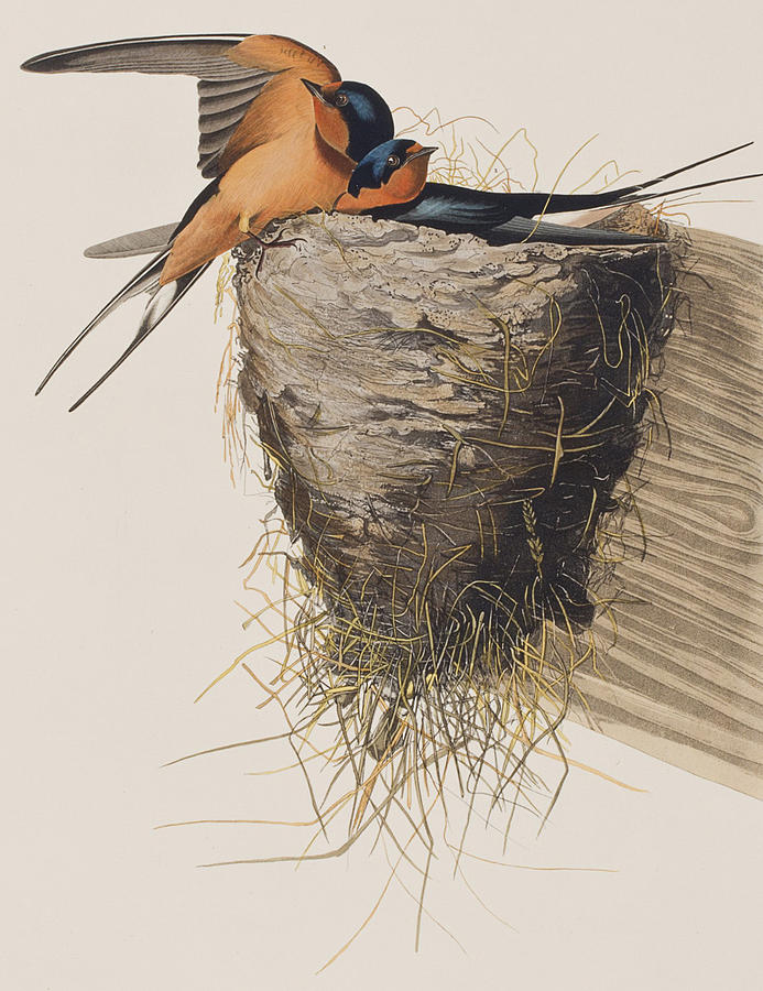 Barn Swallow Painting by John James Audubon