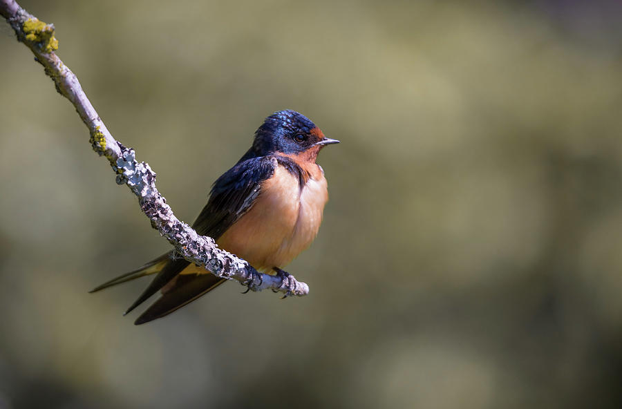 Barn Swallow #1 Photograph by Kathy King