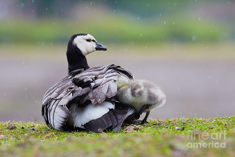 Barnacle Goose with chick in the rain #1 Photograph by Nick  Biemans