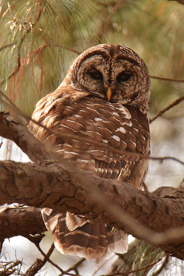 Barred Owl #1 Photograph by Alan Lenk