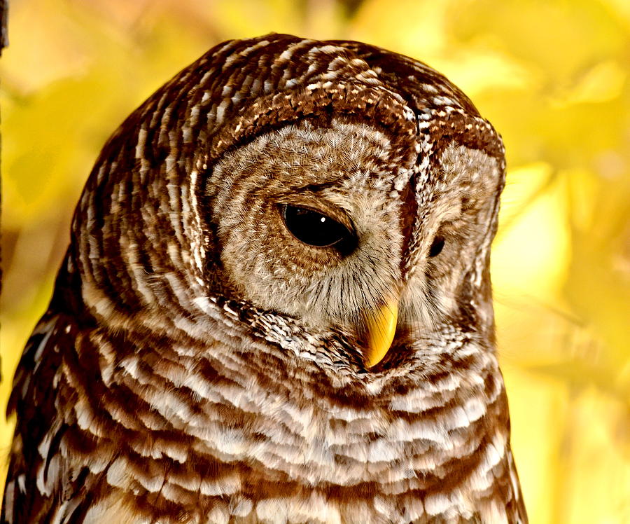 Barred Owl #1 Photograph by Amy McDaniel
