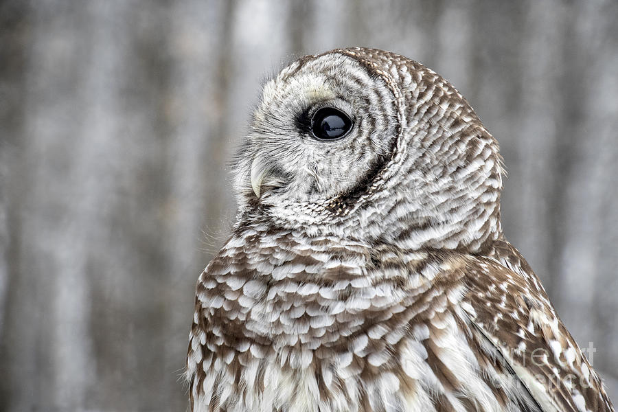 Barred Owl #1 Photograph by Angie Rea