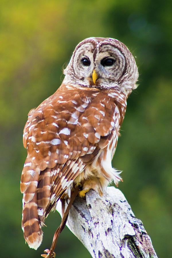 Barred Owl Photograph by Bill Barber