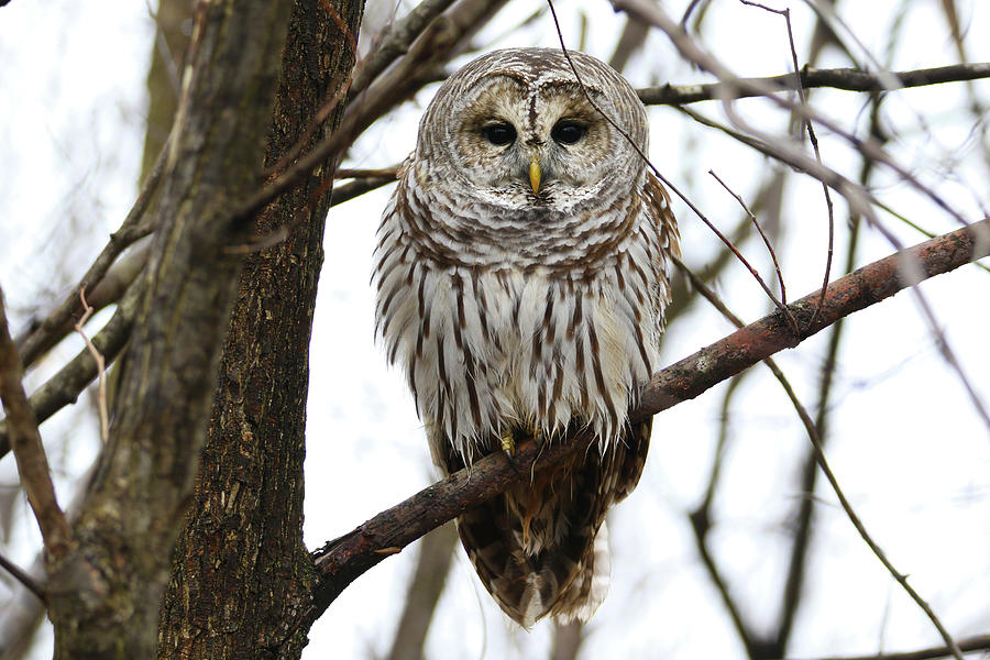 Barred Owl #1 Photograph by Brook Burling