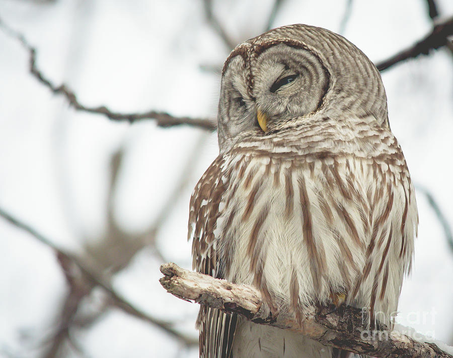 Barred Owl #1 Photograph by Cheryl Baxter