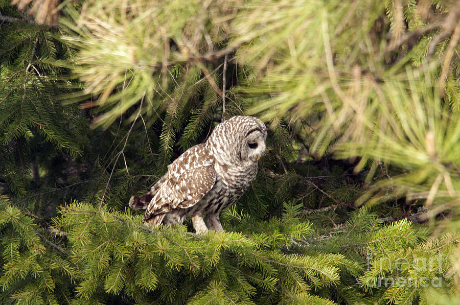Barred Owl #1 Photograph by Cindy Murphy - NightVisions 