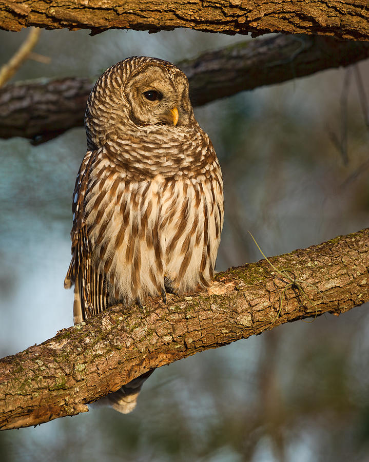 Barred Owl  #1 Photograph by David Eppley