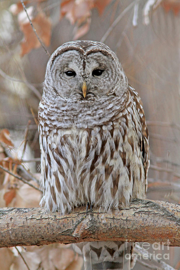 Barred Owl #1 Photograph by Gary Wing