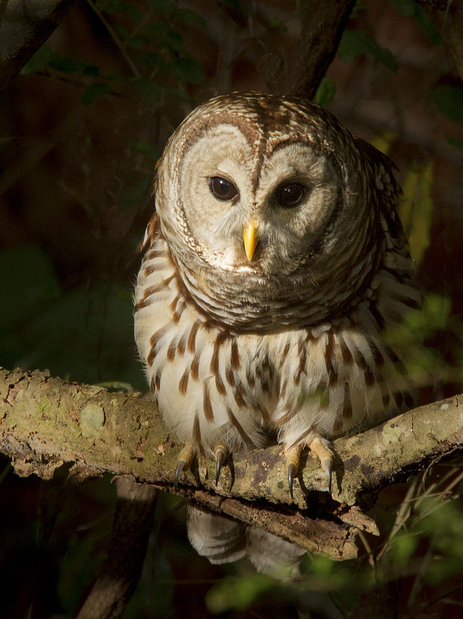 Barred Owl #1 Photograph by Jean Noren