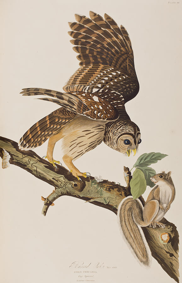 Owl Painting - Barred Owl by John James Audubon