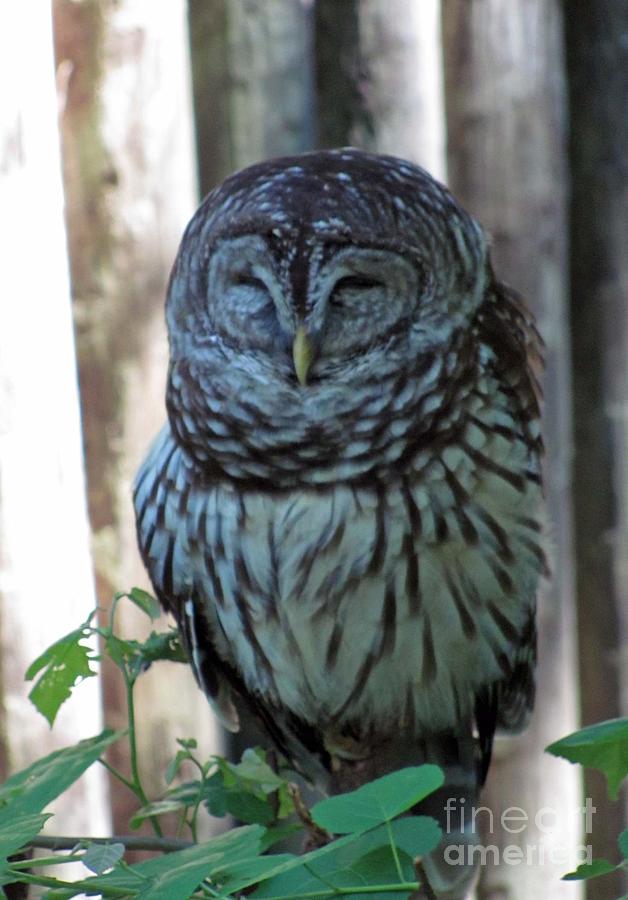 Barred Owl #1 Photograph by Julia Stubbe