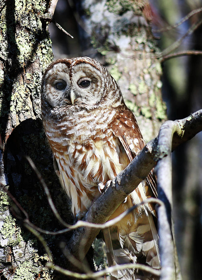 Barred Owl #1 Photograph by SC Shank
