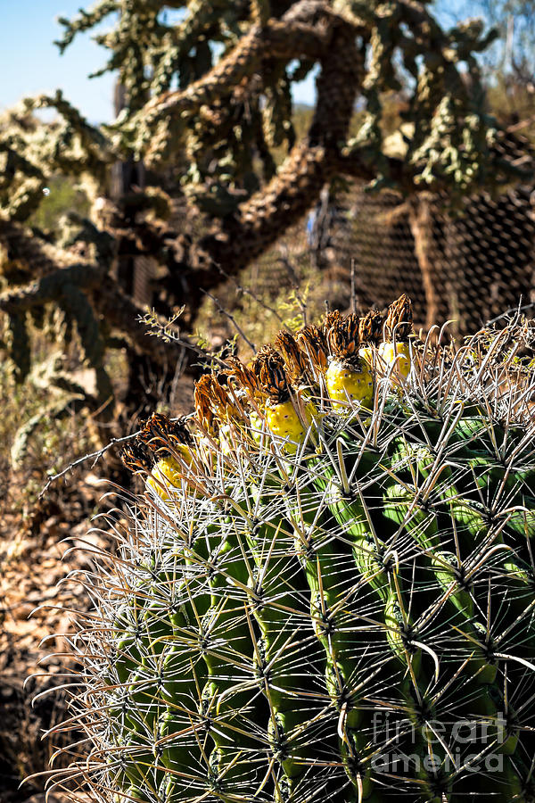 Barrel Cactus #1 Photograph by Lawrence Burry