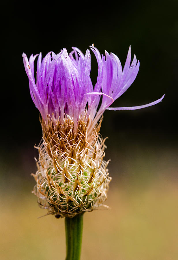 Nature Photograph - Basket-Flower Opening #1 by Steven Schwartzman