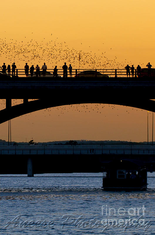Bat Flight in Austin Texas #1 Photograph by Anthony Totah