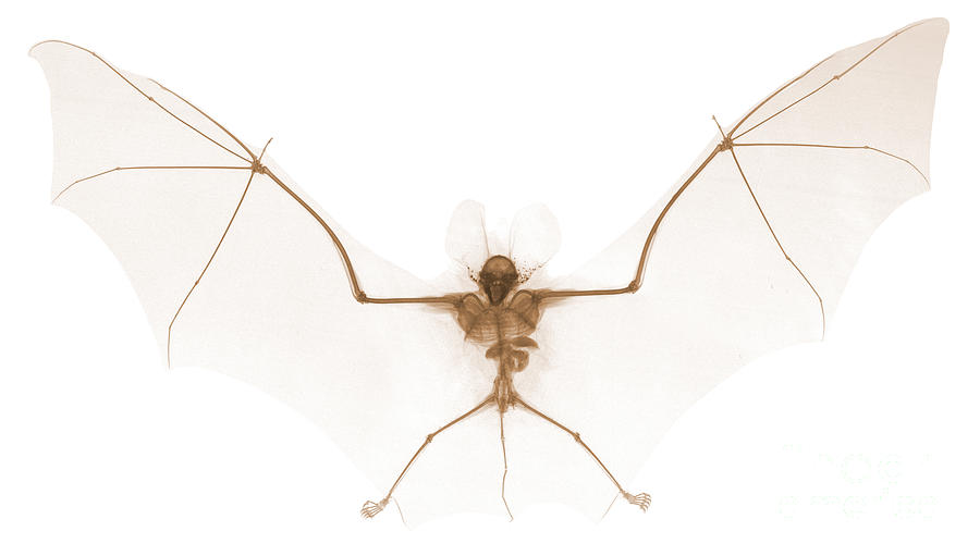 Bat, X-ray #1 Photograph by Ted Kinsman