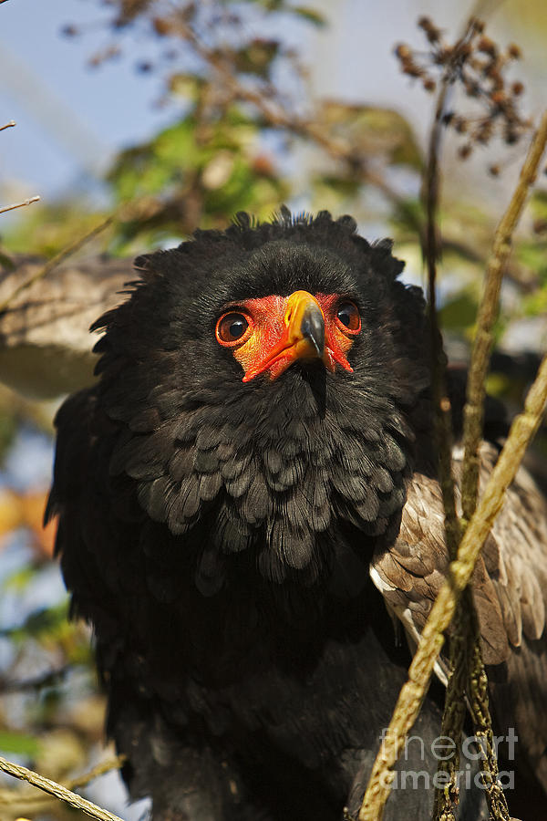 Bateleur Eagle Terathopius Ecaudatus #1 Photograph by Gerard Lacz