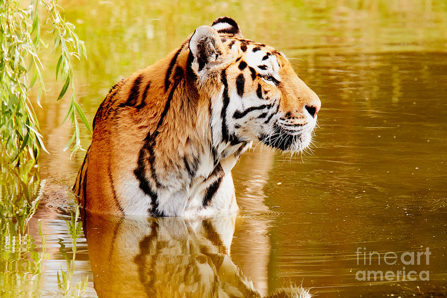 Bathing Tiger #1 Photograph by Nick  Biemans