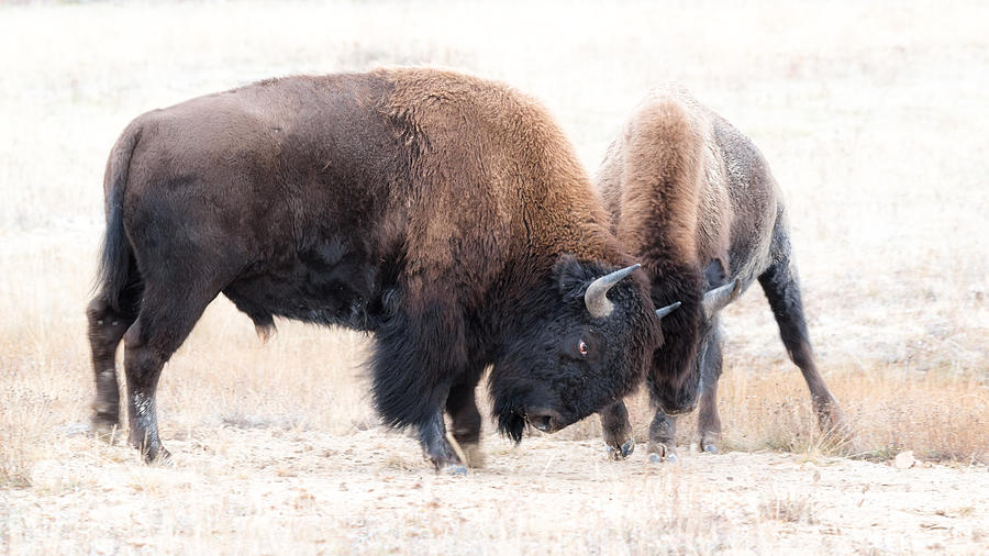 Battle Of The Bison In Rut Photograph by Yeates Photography