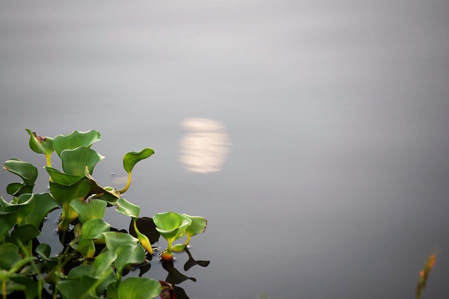 Bayou Moon #1 Photograph by John Glass
