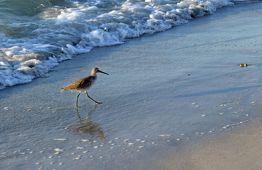 Beach Bird #1 Photograph by Larah McElroy