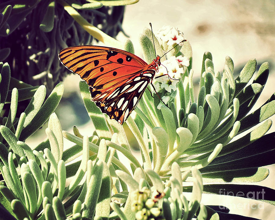 Beach Butterfly Photograph by Chris Andruskiewicz