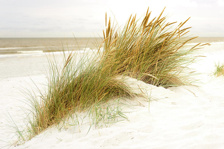 Beach Grass #1 Photograph by Hannes Cmarits