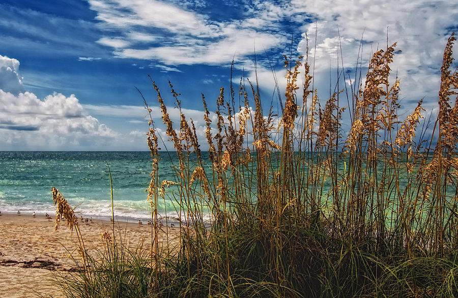 Beach Grass II #1 Photograph by Gina Cormier