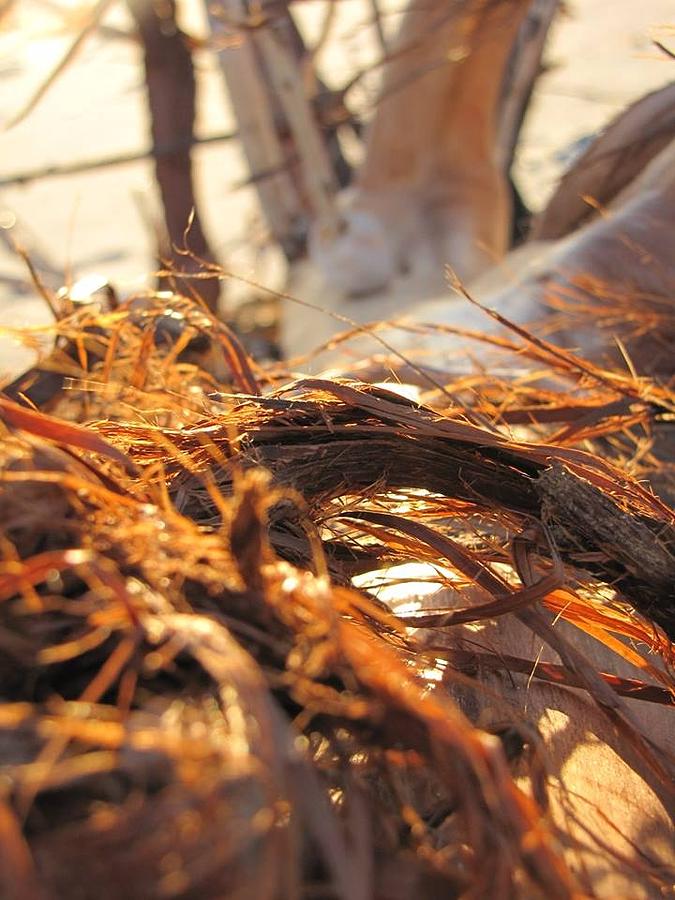 Sunset Photograph - Beach Wood #1 by Laura Henry