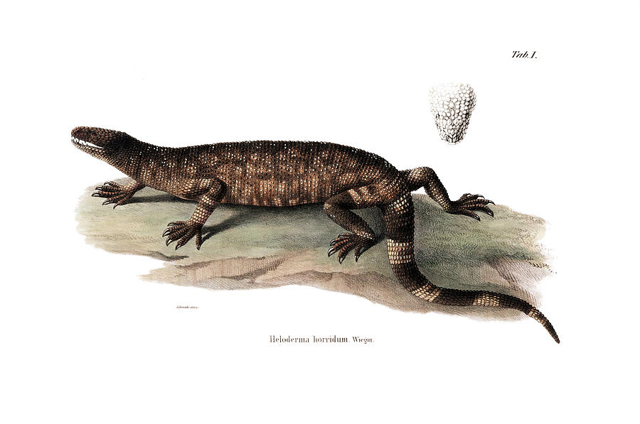 Beaded lizard, Heloderma horridum #2 Drawing by Friedrich August Schmidt