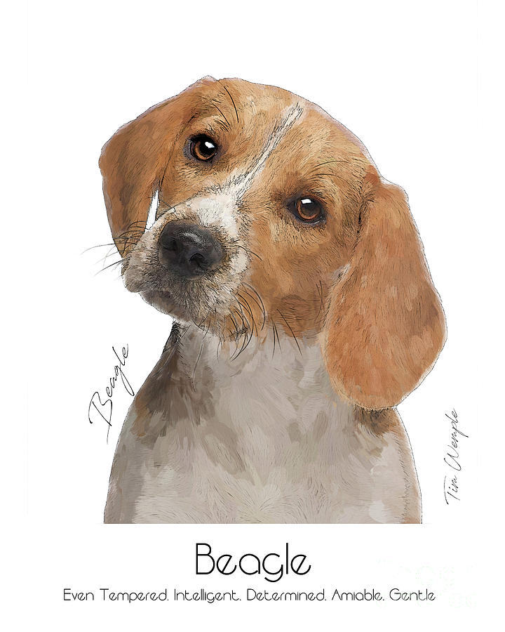 Beagle Digital Art - Beagle Poster #1 by Tim Wemple