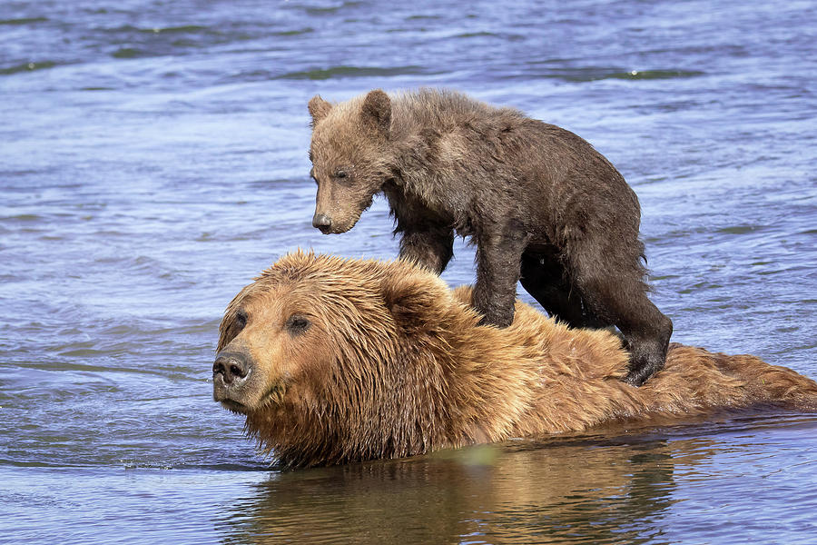 Bear Back Rider Photograph by Jack Bell