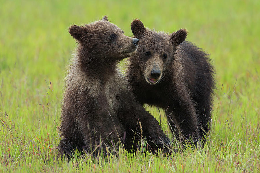 Bear Cubs #2 Photograph by Ken Weber