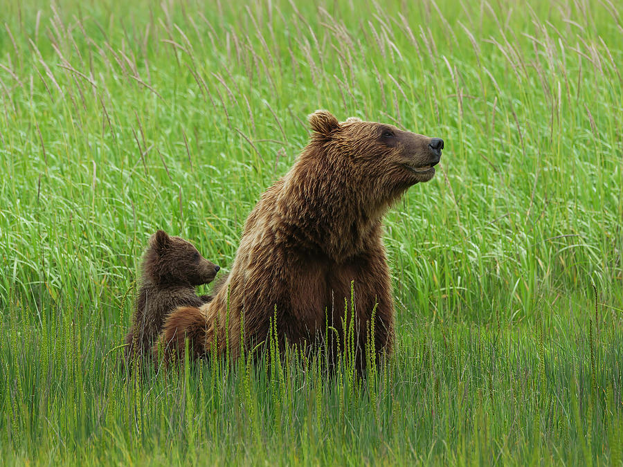 Bear Family #2 Photograph by Ken Weber