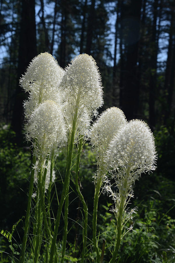 Bear Grass #4 Photograph by Whispering Peaks Photography