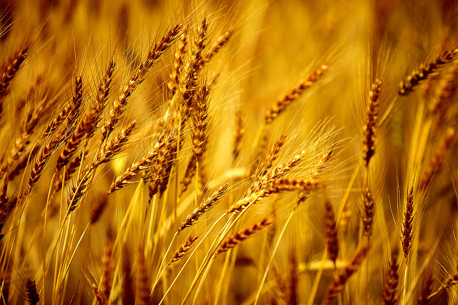Summer Photograph - Bearded Barley by Todd Klassy