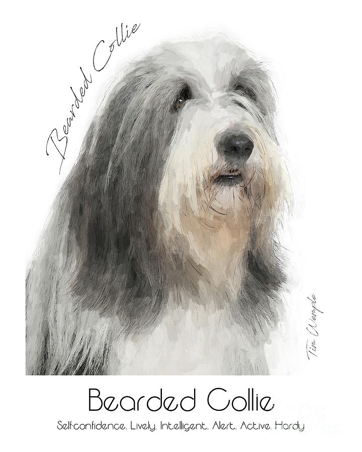 Bearded Collie Poster #1 Digital Art by Tim Wemple