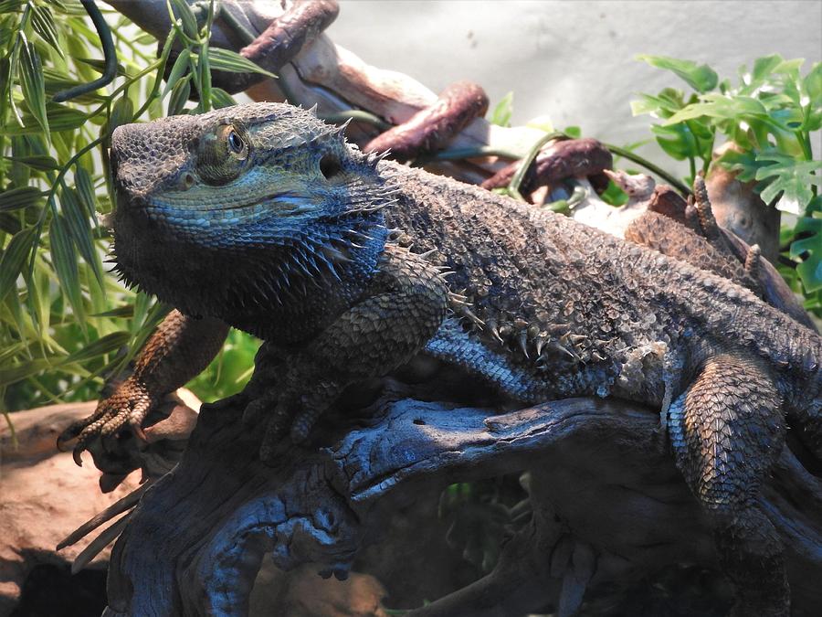 Bearded Dragon Photograph by Matthew Kramer - Fine Art America