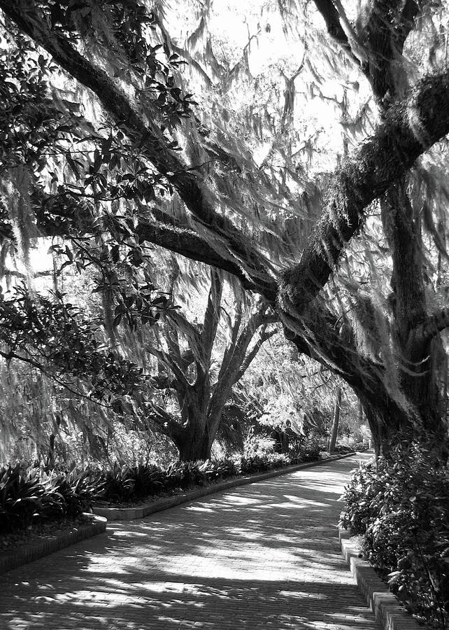 Bearded Oaks at Maclay Gardens Photograph by Carla Parris