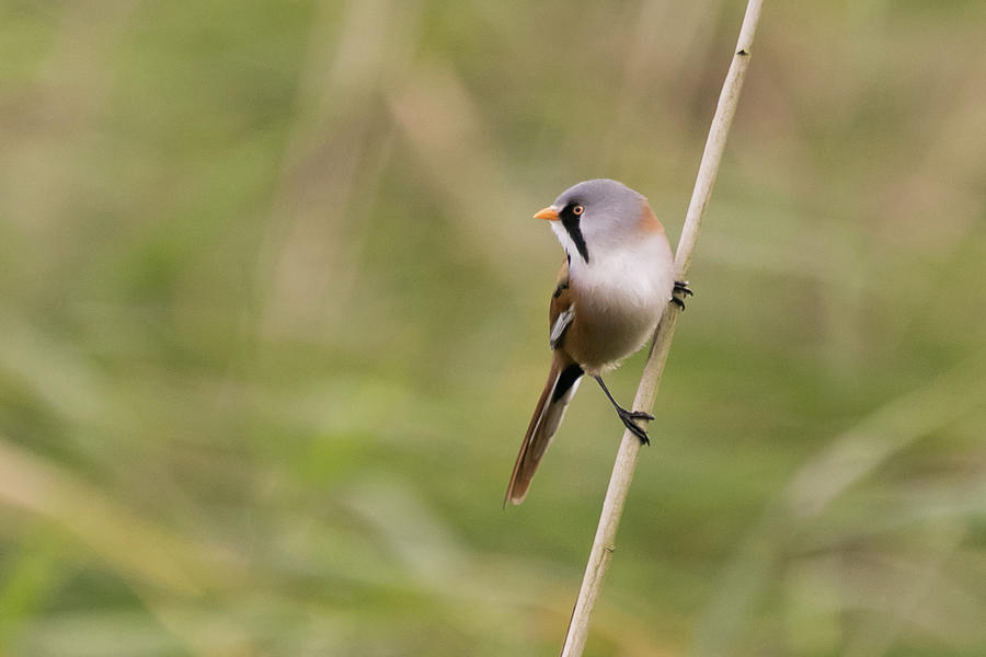 Bearded Reedling #2 Photograph by Wendy Cooper