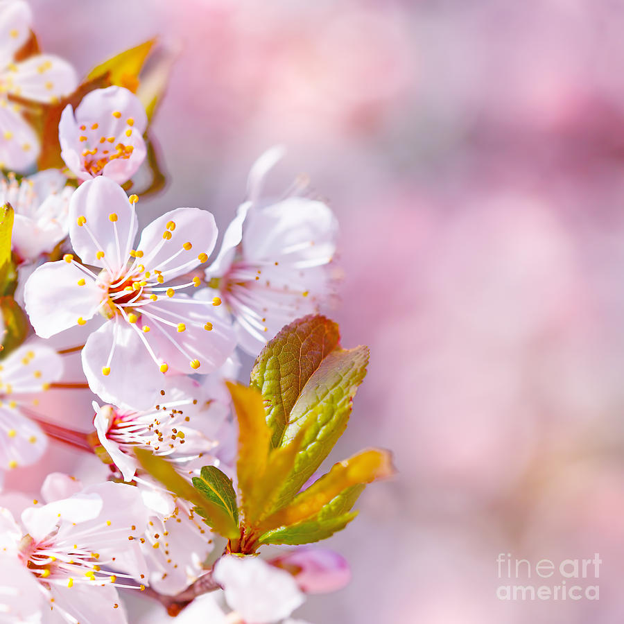 Beautiful apple tree blooming #1 Photograph by Anna Om