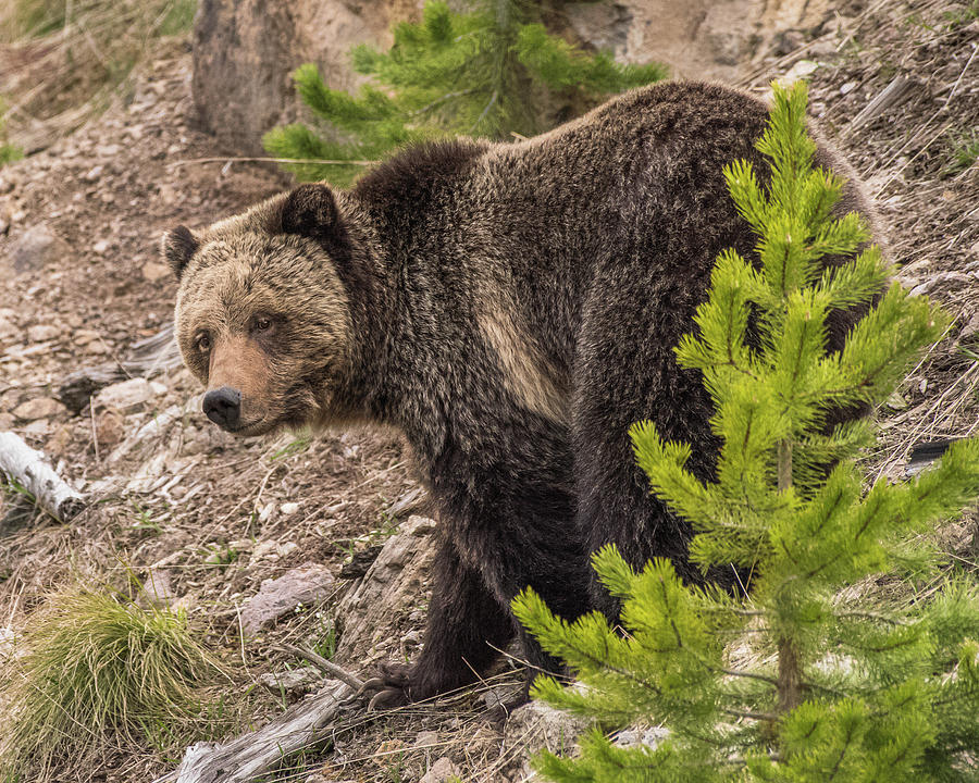 Beautiful Beryl Springs Grizzly Sow #1 Photograph by Yeates Photography
