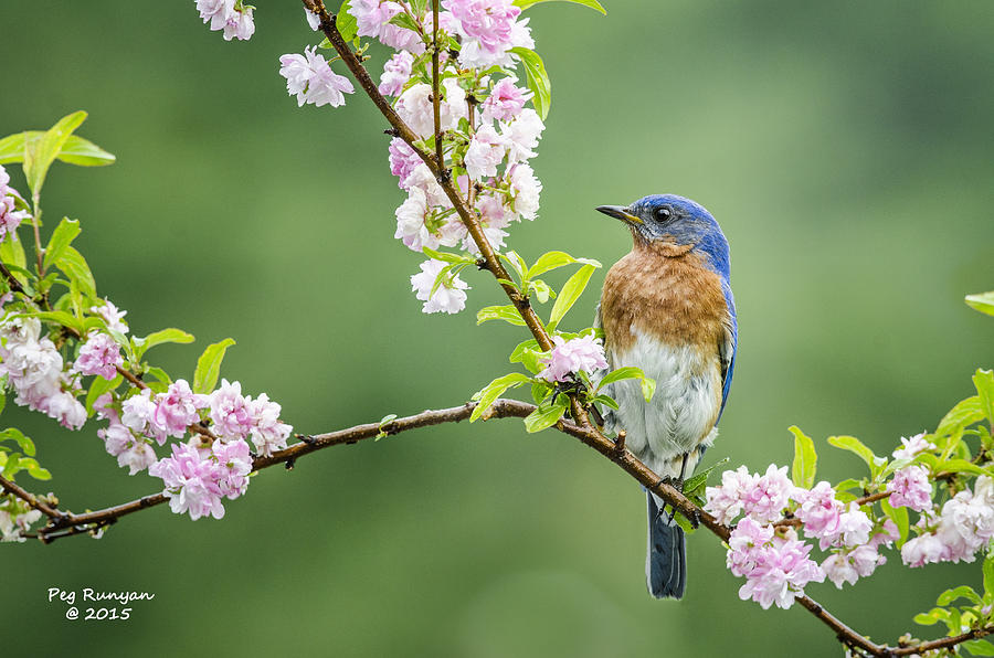 Beautiful Bluebird #1 Photograph by Peg Runyan