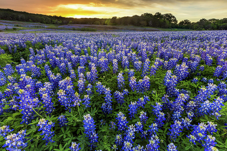 Beautiful Bluebonnets field at sunset near Austin, Texas in spri #1 ...