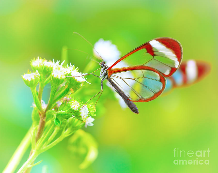 Beautiful butterfly on flower #1 Photograph by Anna Om