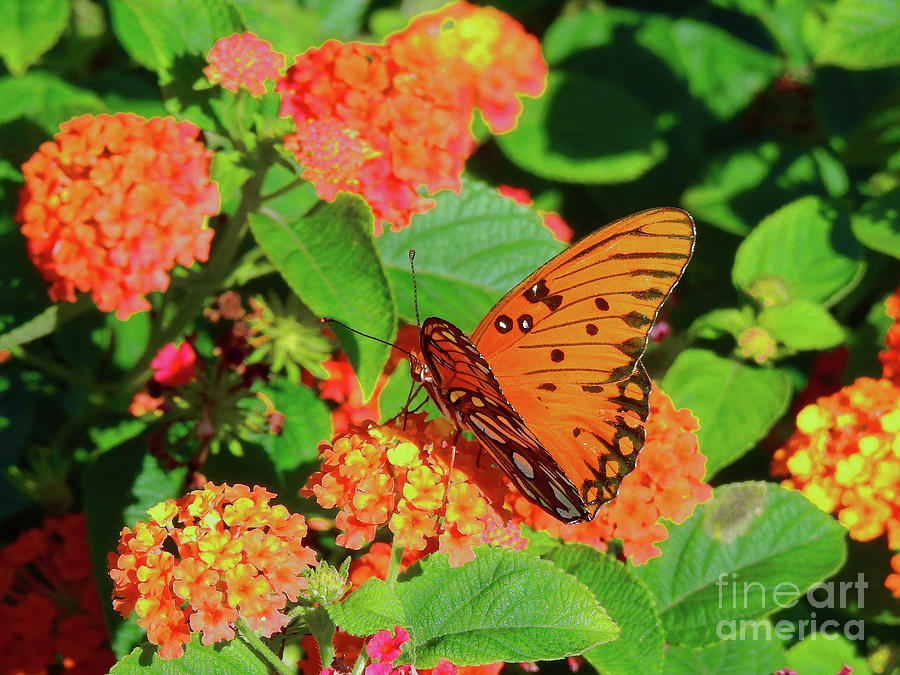 Beautiful Butterfly #1 Photograph by Scott Cameron