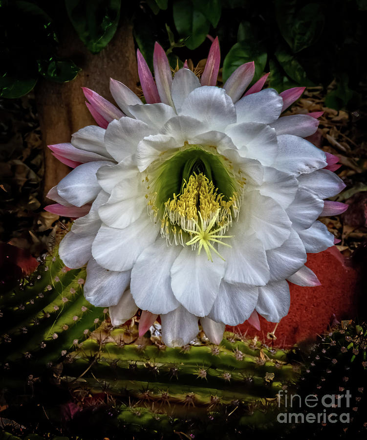 Beautiful Cactus #3 Photograph by Robert Bales